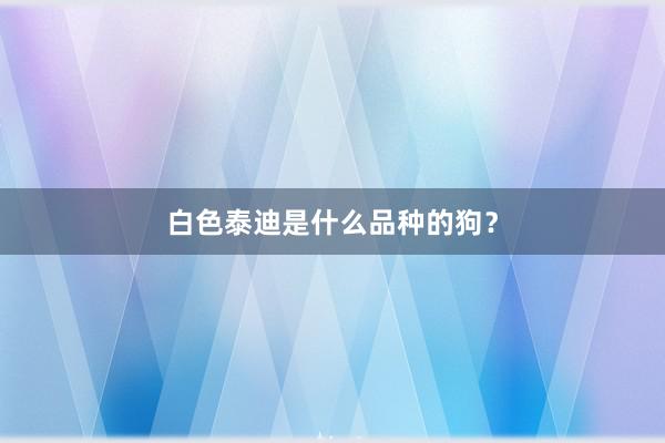 白色泰迪是什么品种的狗？
